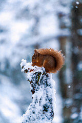Red Squirrel (Sciurus vulgaris) on snow covered wooden pole in Scottish forest - selective focus