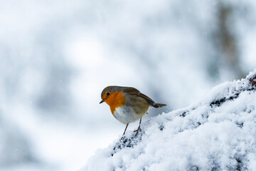 European robin (Erithacus rubecula) on snow covered wooden branch in Scottish forest - selective focus