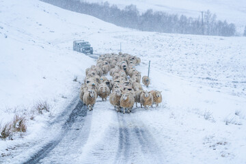A flock of sheep on a road in the winter in Scotland - selective focus
