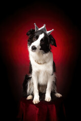 Border collie with crown on head. Qween, winner, champion dog. Red background.