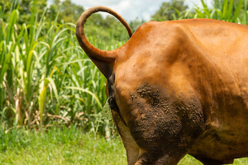 Brown cow  peeing  on green grass field, Cow is urinating by raising her tail up while eating grass.