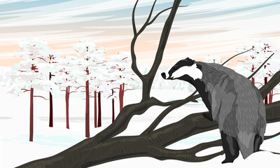 European badgers Meles meles looks at the snow-covered pine forest in the distance, leaning on a tree branch. Forest wild animals of Europe in winter. Realistic vector landscape © AnnstasAg