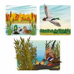 Set of compositions with mallard ducks in different environments and seasons. Ducks swim on the lake, flying over the meadow and watch the chicks. Realistic vector landscape © AnnstasAg