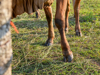 The leg of a cows  standing on  the ground,  in the farm.