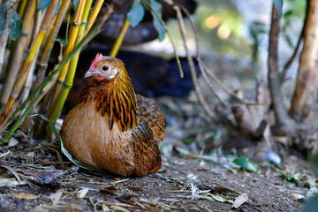 Full body of domestic golden hen on the farm