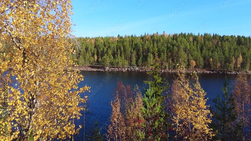 Poster colorful autumn landscape with swaying trees and leaves floating in the air. lake or river between f