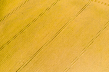 A wheat field after harvest in Europe, France, Burgundy, Nievre, in summer on a sunny day.