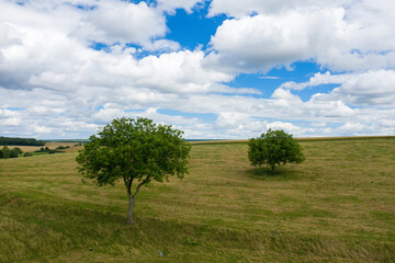 Fototapeta na wymiar Trees in the middle of a barren meadow in the French countryside in Europe, France, Burgundy, Nievre, in summer on a sunny day.