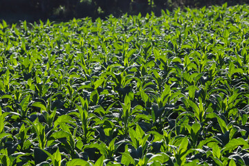 View of a tobacco plantation at dawn, with side lighting and highlighted in the green color of the plants
