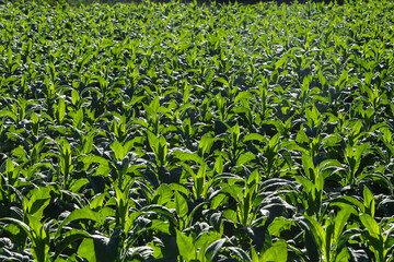 View of a tobacco plantation at dawn, with side lighting and highlighted in the green color of the plants

