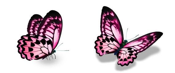 Fototapeta premium Color monarch butterflies, isolated on the white background