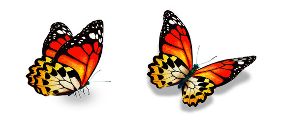 Color monarch butterflies, isolated on the white background