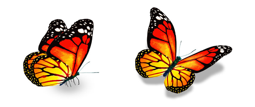 Color monarch butterflies, isolated on the white background