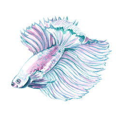 Watercolor sea fish illustration. Hand painted sea life clipart isolated on white background. Great for card making, scrapbooking, posters, surface design. Ocean creature in blue, pink and indigo 