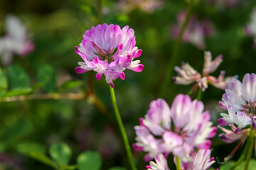 ピンク色の蓮華の花