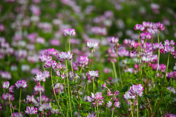 ピンク色の蓮華の花