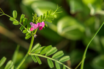 カラスノエンドウの小さな花