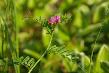 カラスノエンドウの小さな花