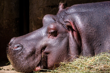 RIGA, LATVIA. 25th July 2021. Hippopotamus lying down on the ground in Riga Zoo.