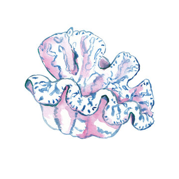 recommend clip art: Watercolor sea shell illustration. Hand painted sea life clipart isolated on white background. Great for card making, scrapbooking, posters, surface design. Ocean creature in blue, pink and indigo 