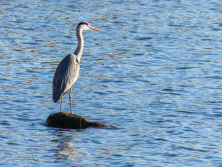 一点をじっと見つめる野鳥　冬の琵琶湖のアオサギ