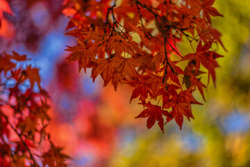 紅葉