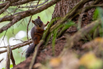 Naklejka na ściany i meble scoiattolo nella foresta