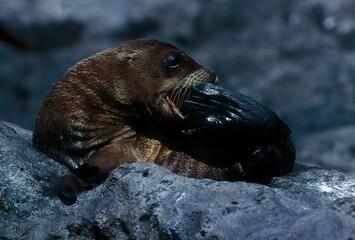 Fototapeta premium Sea lion