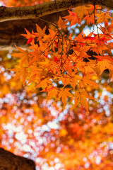 紅葉