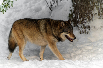 Loups en hiver dans le jura Suisse