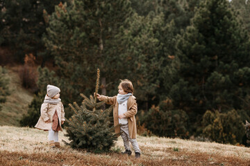 Naklejka na ściany i meble Girl and boy choosing a Christmas tree in a forest.