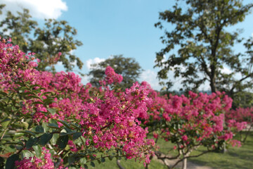 경주에서 본 꽃