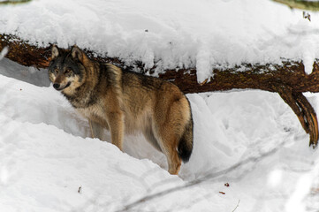 Loups en hiver dans le jura Suisse
