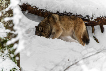 Loups en hiver dans le jura Suisse