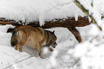 Loups en hiver dans le jura Suisse