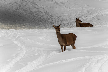 Cerf dans les montagnes enneig&eacute;es
