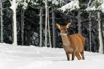 Cerf dans les montagnes enneigées
