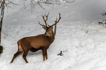 Cerf dans les montagnes enneigées
