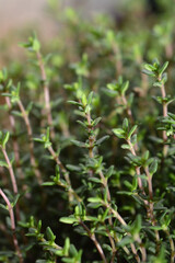 Faustini thyme