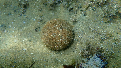 Seagrass Neptune ball from Neptune grass or Mediterranean tapeweed (Posidonia oceanica) undersea,...