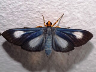 Fototapeta na wymiar a blue Grass moth (family Crambidae) isolated on a white background