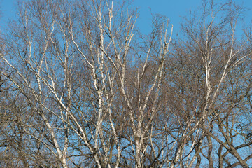 birch trees in mid december