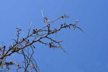 Judas tree