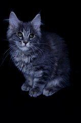 Maine Coon kitten, several months old, black-gray color on a black background.