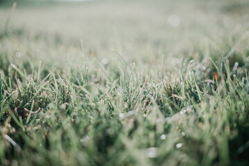 Close up of the green grass lawn with sun beam, soft focus, copy space.