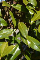 Fototapeta premium Southern magnolia