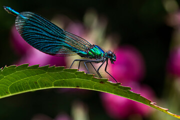Libellen,Wespenspinnen,