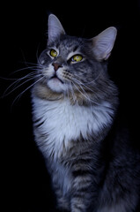 Fototapeta premium Maine Coon kitten, several months old, black-gray color on a black background.