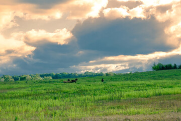 Obraz premium A cart with horses on a wide green grassy field under massive clouds in the rays of the setting sun