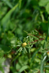 Obraz premium Moss-rose purslane